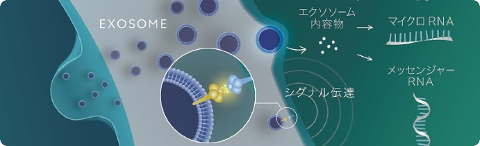 エクソソーム点滴療法を開始しました。