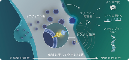 エクソソーム点滴療法を開始しました。